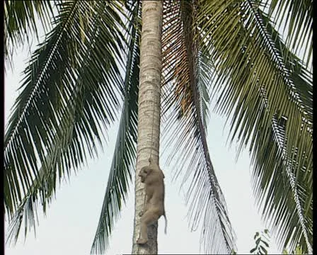 Monkey climbing coconut tree Stock Footage 11214259