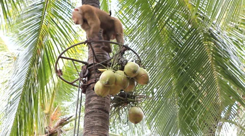 Monkey climbing coconut tree Stock Footage 24967754