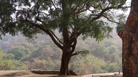 Monkey Climbing down a tree by stray dog in Elephant Island outside Bombay India Stock Footage 82953469