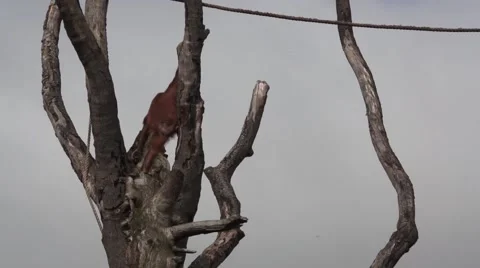 Monkey Climbing Stock Footage 48841375