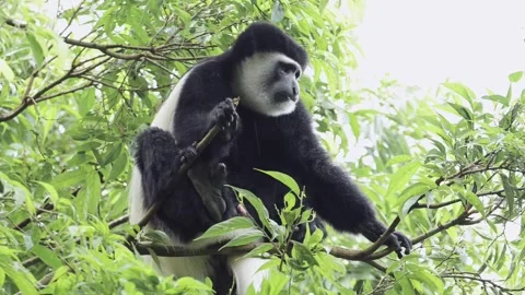 Monkey Climbing in Forest Trees in Africa, Black and White Colobus Monkeys in Stock Footage 294534844