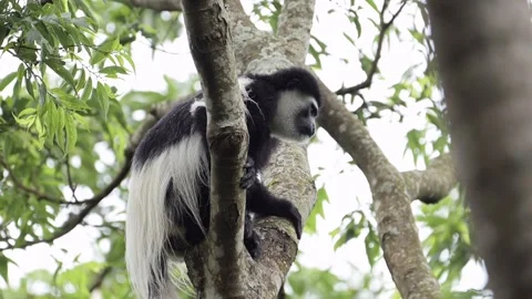 Monkey Climbing in Forest Trees in Africa, Black and White Colobus Monkeys in Stock Footage 298209652
