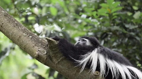 Monkey Climbing in Forest Trees in Africa, Black and White Colobus Monkeys in Stock Footage 298213218