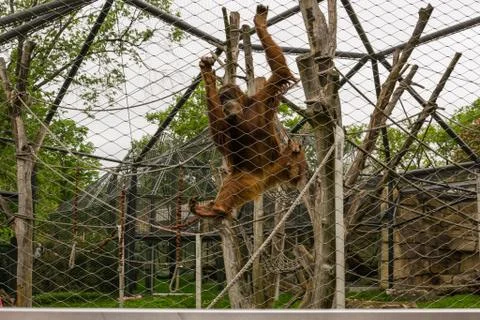 Monkey climbing  - Germany Stock Photos