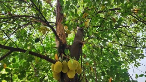 Monkey Climbing Jackfruit Tree Amidst Lush Green Leaves Stock Photos
