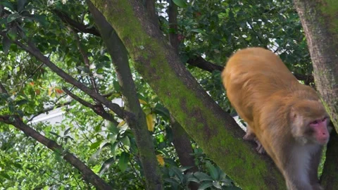 Monkey climbing a mossy tree in green forest Stock Footage 346286030