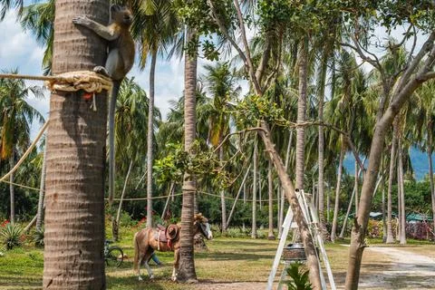 Monkey Climbing Palm Tree in Tropical Grove Foto stock