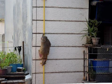 Monkey climbing Stockfoto's