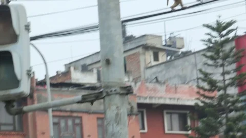 Monkey climbing on power lines in nepal 2 Stock Footage 74507401