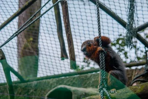 Monkey climbing a rope inside a mountain zoo enclosure Stock Photos