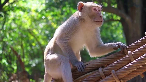 Monkey climbing on sling and yarn Stock Footage 83685432