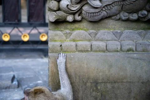Monkey Climbing Temple Wall at Ubud Monkey Forest Stock Photos