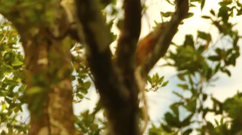 Monkey Climbing Through Trees In Costa Rica HD Video Vídeo Stock 29041878