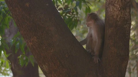 Monkey climbing up the tree branch and looking around Stock Footage 77452105