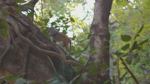 Monkey climbing on the tree branch Stock Footage 77452090