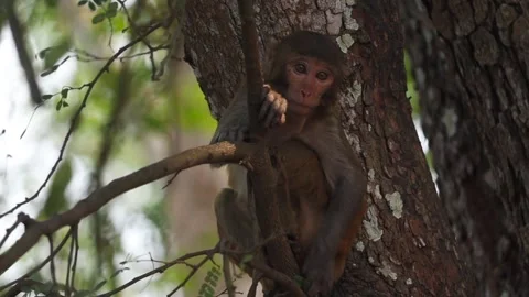 Monkey climbing tree branch in natural forest Video stock 332611935
