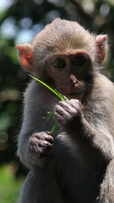Monkey Climbing Tree Branches in Forest Looking Upward Stock-Footage 310162579