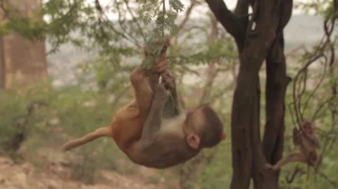 Monkey climbing on a tree 库存影片 57853972
