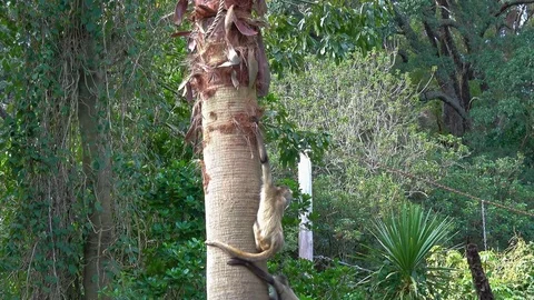 Monkey climbing the tree Video stock 78965906