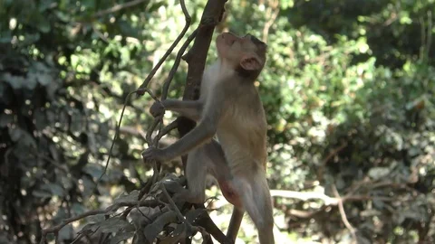 Monkey climbing the tree Stock Footage 83215646