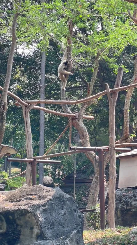 Monkey climbing up the tree. Stock Footage 249446953