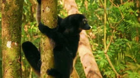 Monkey Climbing Tree Stock Footage 323140297