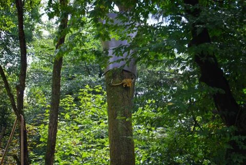Monkey climbing tree Stock Photos