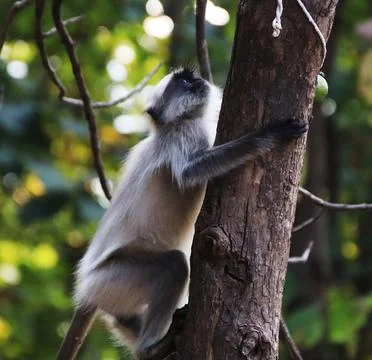 Monkey climbing a tree Stock Photos