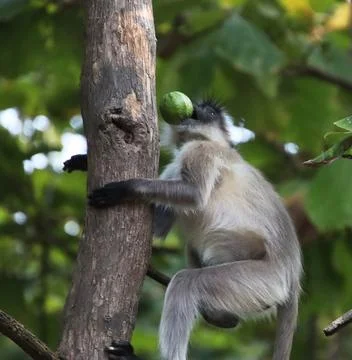 Monkey climbing a tree Stock Photos