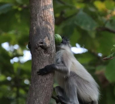 Monkey climbing a tree Stock Photos