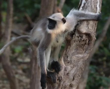 Monkey climbing a tree Stock Photos
