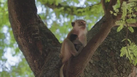 Monkey climbing tree trunk green foliage at Phra Nang Beach, Krabi, Thailand Stock Footage 317003230