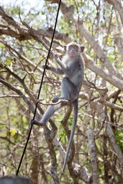 Monkey is climbing on the wires. Stock Photos