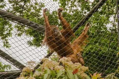 Monkey climbing at the Zoo Stock Photos