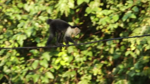 Monkey climbs across wire 2 Stock Footage 59847417