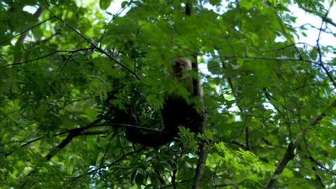 Monkey Climbs and Jumps in Rain Forest Trees Stock Footage