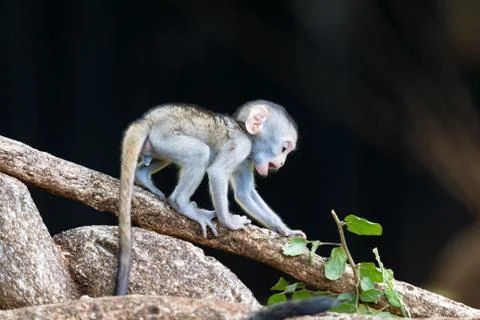 A monkey climbs around on a branch Stock Photos