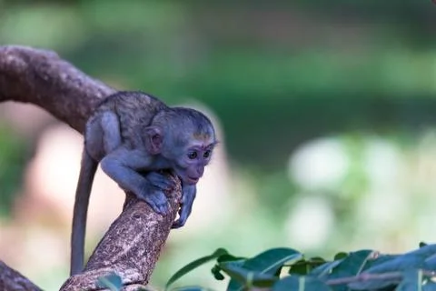 A monkey climbs around on a branch Stock Photos