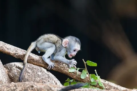 A monkey climbs around on a branch Stock Photos