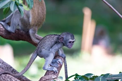 A monkey climbs around on a branch Stock Photos