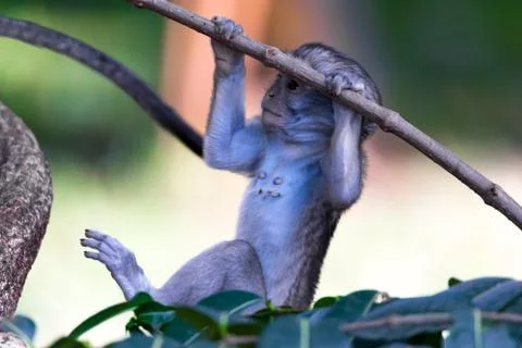 A monkey climbs around on a branch Stock Photos