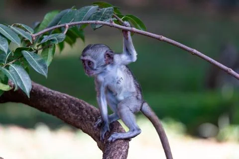 A monkey climbs around on a branch Stock Photos