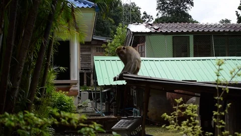 Monkey Climbs down from Roof Top Video stock 89642470