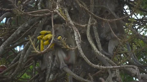 Monkey Climbs Down the Tree with a Bunch of Bananas in his Mouth. Slow Motion Stock Footage 66385832