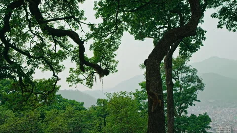 Monkey climbs down tree in lush green forest during early morning light Stock Footage 321595487