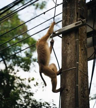 Monkey climbs on electric post in monkey mountain, Phuket Foto stock