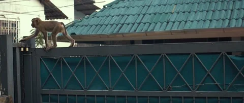 The monkey climbs the gates of the house Video stock 233399929