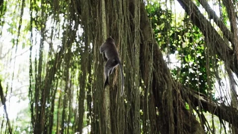 Monkey climbs on lianas. Sacred monkey forest near Ubud. Closeup. Bali Indonesia Stock Footage 140251360