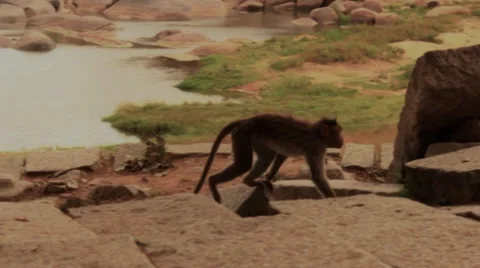 A monkey climbs a rock and eats, Slow motion. Stock Footage 37932584