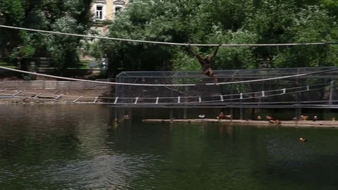 A monkey climbs a rope Stock Footage 77754256